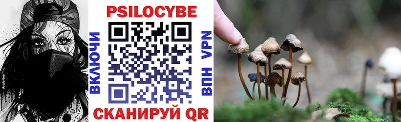 где можно купить наркотик  Фролово  Галлюциногенные грибы Psilocybine cubensis 